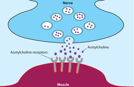 Congenital myasthenic syndrome (CMS) - Muscular Dystrophy UK