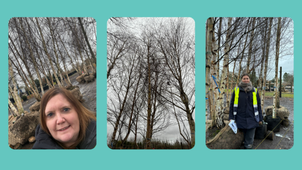 Three photos from the build at Chelsea Flower Show