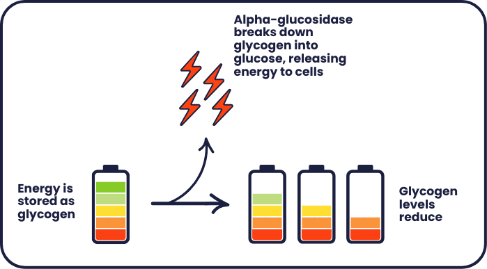 Diagram showing a battery being drained and releasing energy. The battery represents energy being stored as glycogen. Alpha-glycosidase breaks glycogen into glucose, releasing energy to cells, causing glycogen levels to reduce