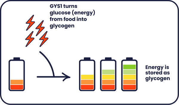 Battery being recharged to represent the activity of GYS1. GYS1 turns energy form food into glycogen, where it is stored for later