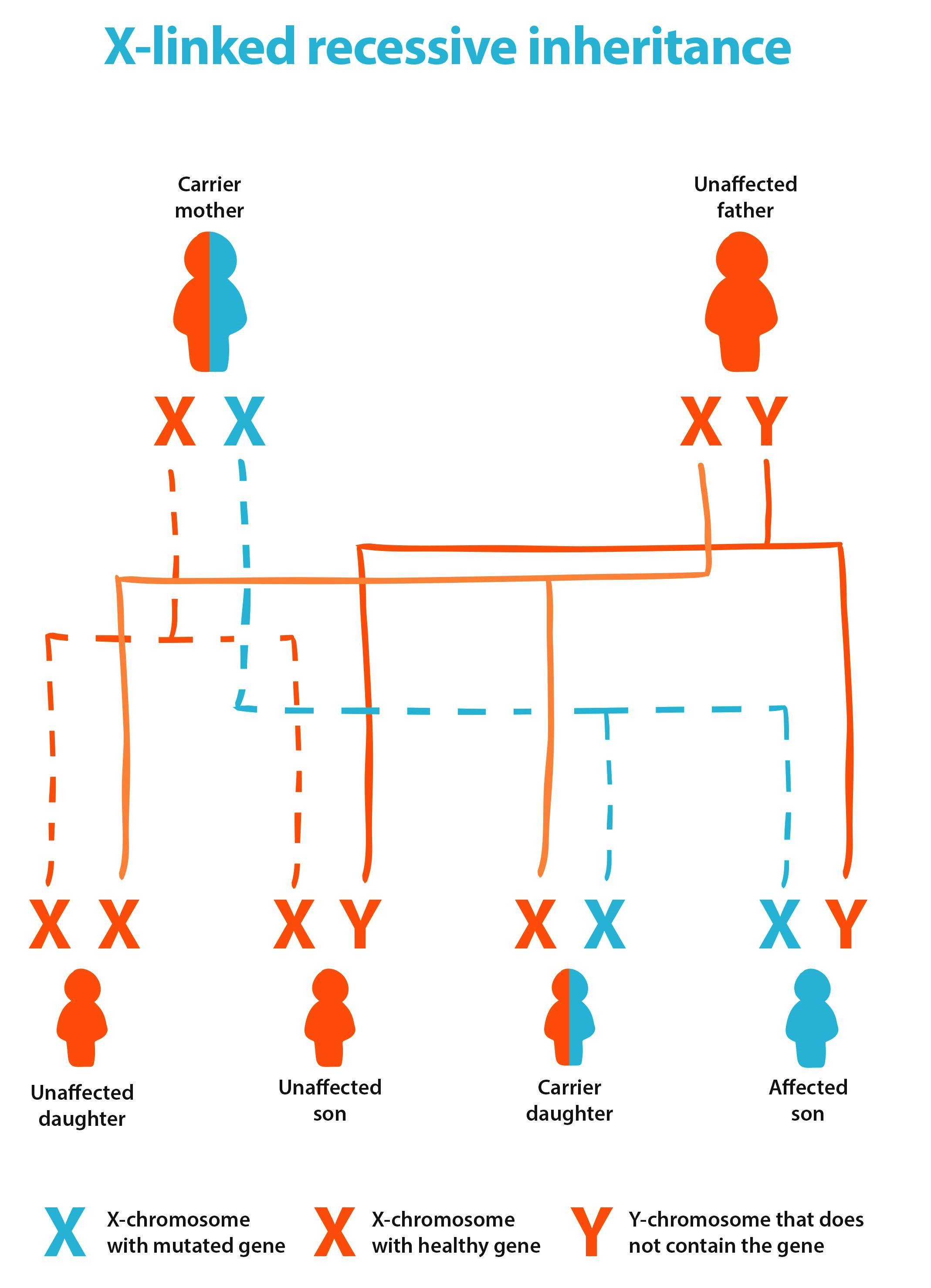 This diagram shows what would be a likely outcome if a carrier mother of an X-linked recessive condition had children with an unaffected father. They have 4 offspring, 1 unaffected daughter, 1 unaffected son. They also have a carrier daughter and an affected son.