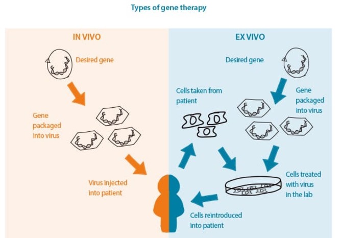 diagram highlighting the process of gene therapy