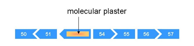 a molecular plaster over exons 52 and 53